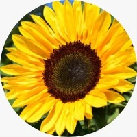 Vitamin E